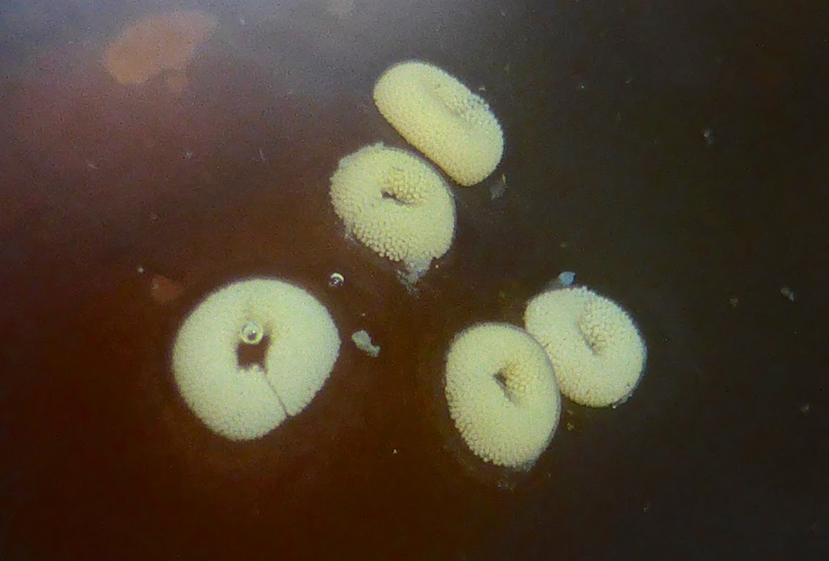 Common Northern Lacuna Eggs