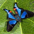 Periander Metalmark