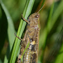 Grasshopper