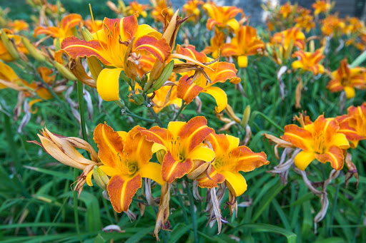 tallinn-flowers.jpg - Orchids outside the Walls of Tallinn. 