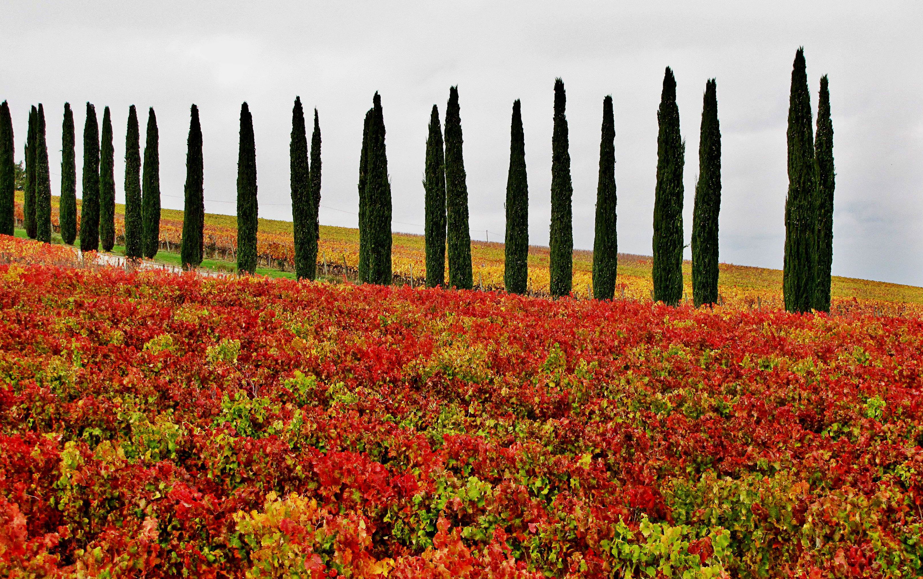 il colore del vino... di utente cancellato