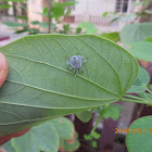 Yellow-spotted stink bug-nymph