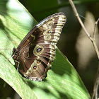 Common Morpho