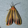 Painted Lichen Moth