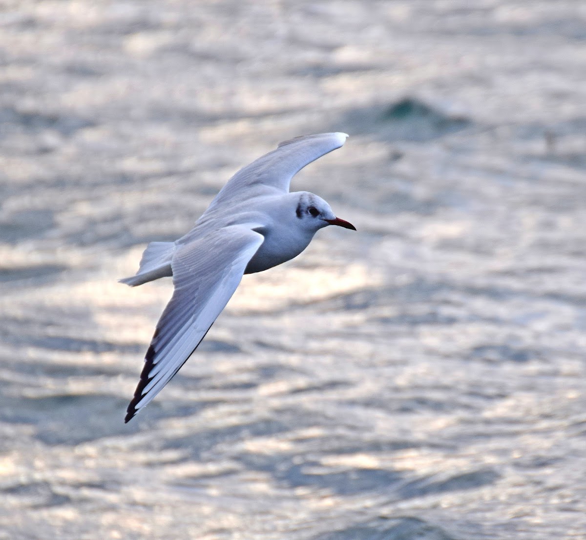 Black-headed Gull