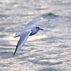 Black-headed Gull