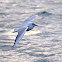 Black-headed Gull