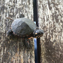 Painted turtle