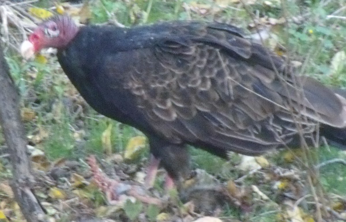 Turkey Vulture