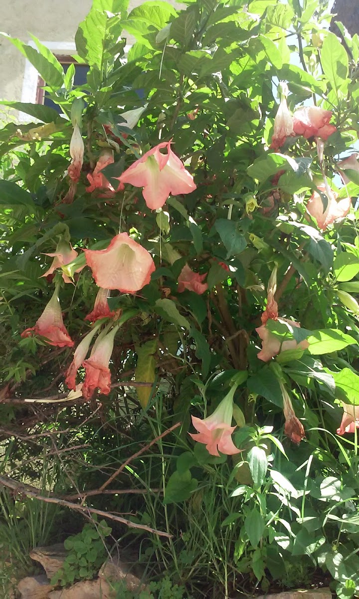 Floripondio, Trompeta de Ángel