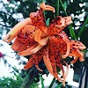 Tiger lily