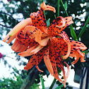 Tiger lily