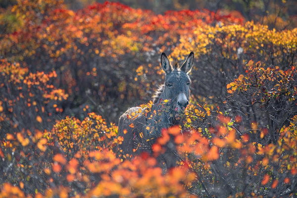 Autunno carsico di Peter_Sossi