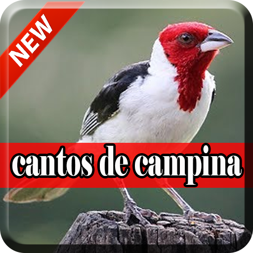 Canto Do Galo Campina Download Gratis Cantos De Campina 2018 Apk Latest Version 1 0 Download Now