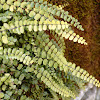 Maidenhair spleenwort