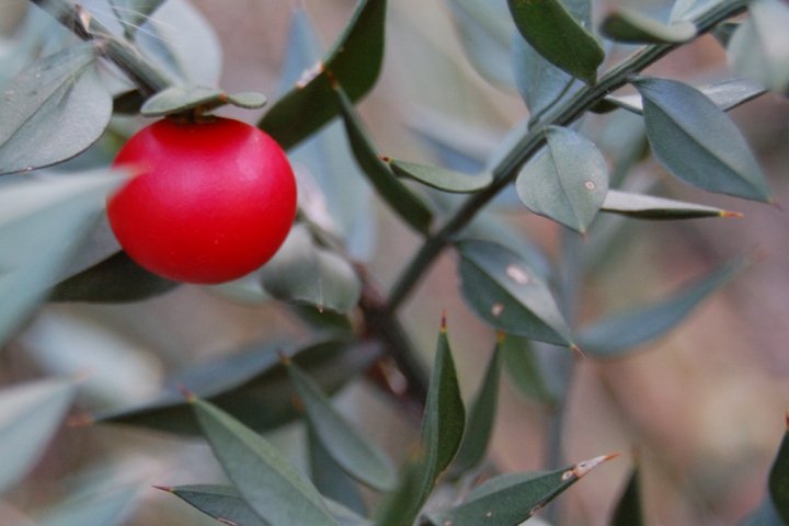 Il rosso del bosco di Gianmaria89