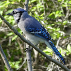 Blue Jay