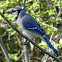 Blue Jay