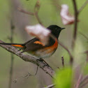 American Redstart