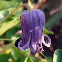 Purple Leatherflower