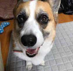 sato-corgi