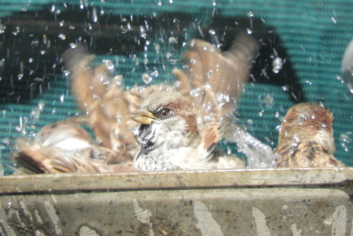 English/House Sparrow