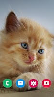 Cat Wallpaper & Cute Kitten HD Screenshot