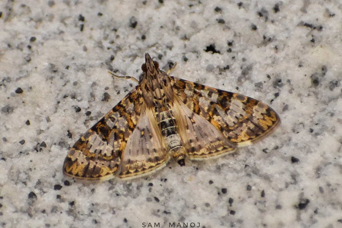 Grass Moth (Crambidae)