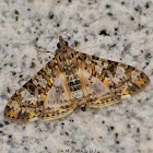 Grass Moth (Crambidae)