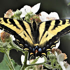 Western tiger swallowtail