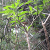 Southern house wren