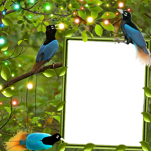 Blue Bird of Paradise Insta DP