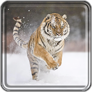 Tiger Live Wallpaper Free  Icon