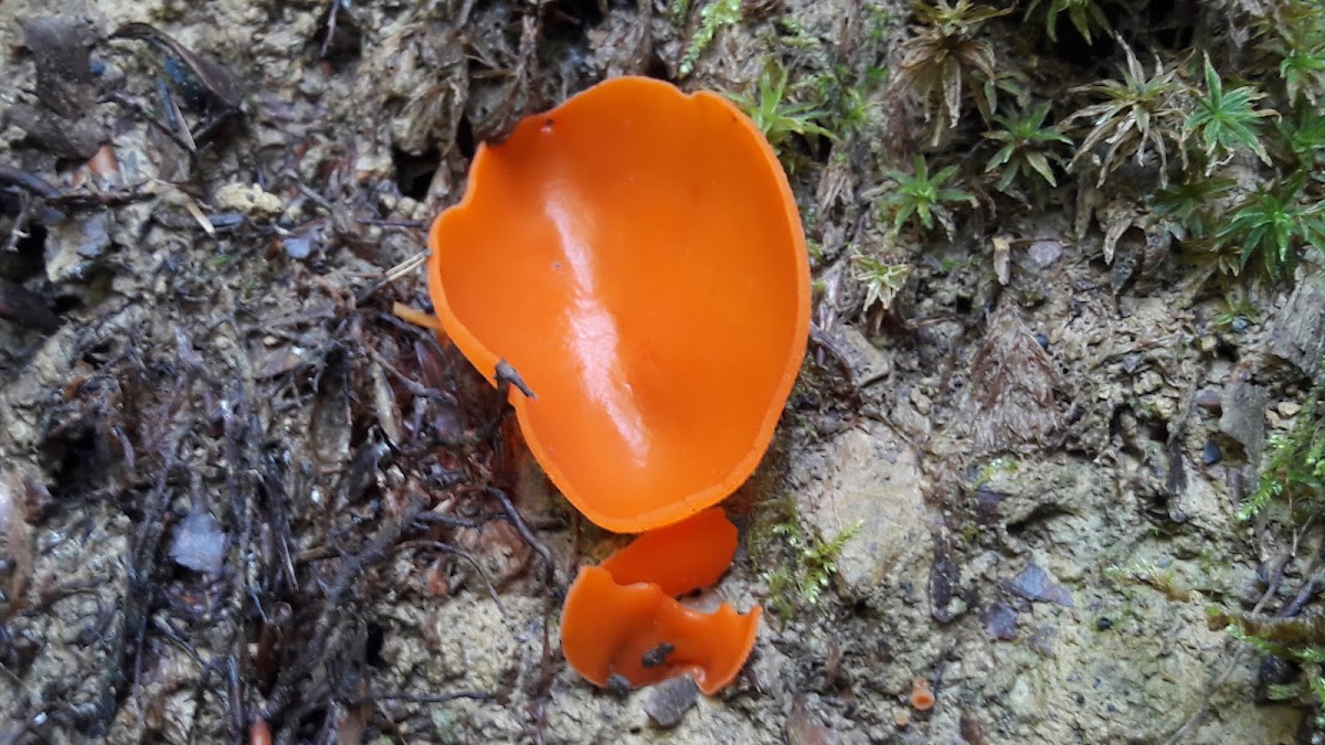 Orange peel fungus