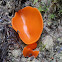 Orange peel fungus