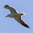 Lesser Black-backed Gull