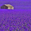 Lavender - New Tab in HD