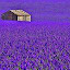 Lavender - New Tab in HD