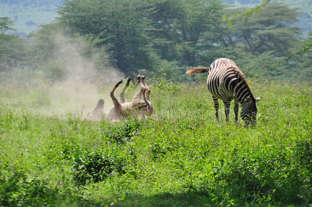 Plains Zebra