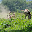 Plains Zebra