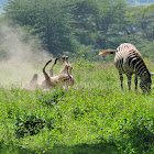 Plains Zebra