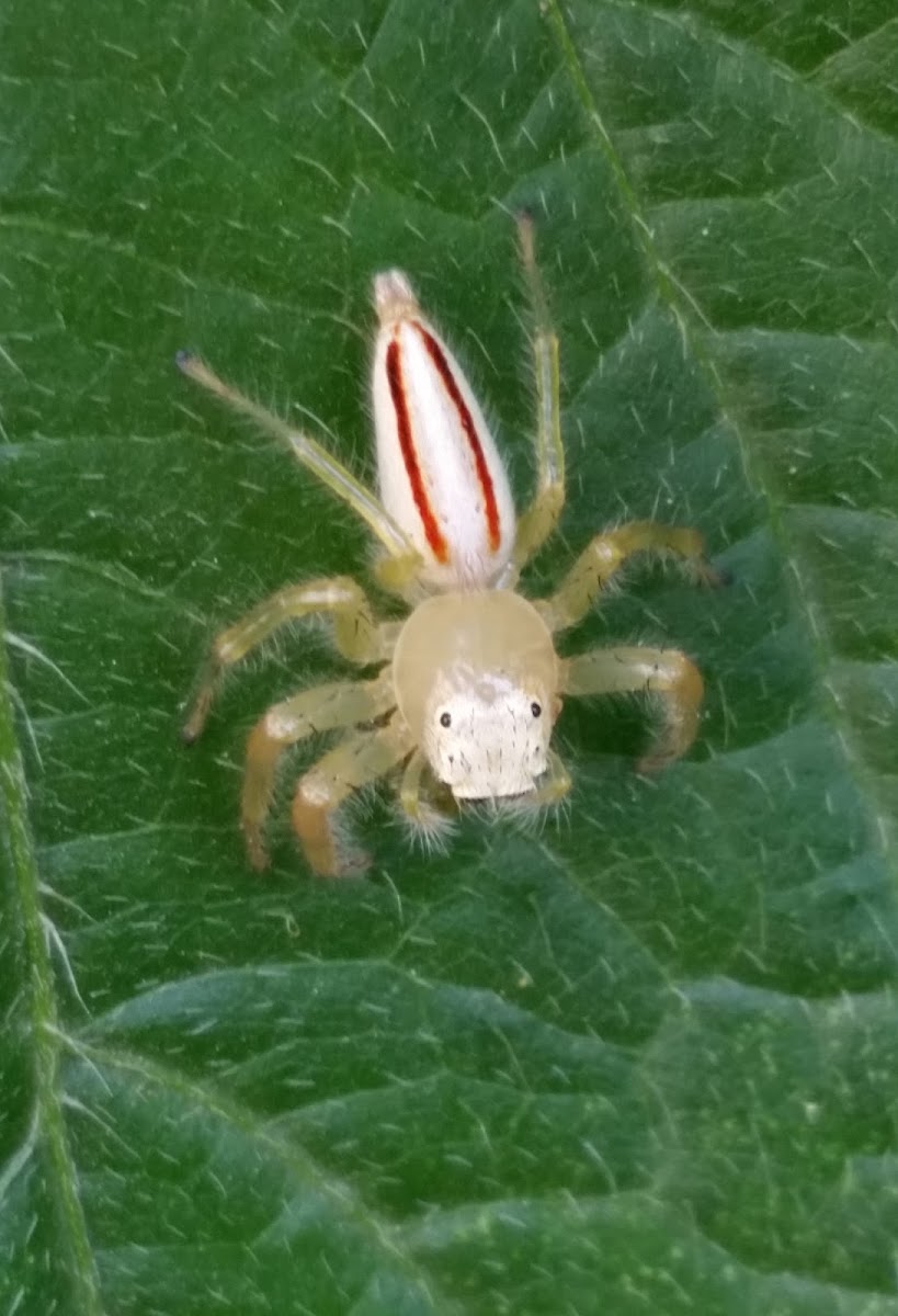 Two-striped Jumping Spider
