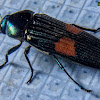 Vietnam Jewel Beetle