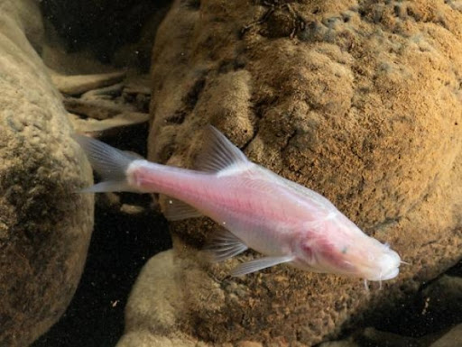 Nova vrsta slepe ribe pronađena u podzemnim tokovima Kine