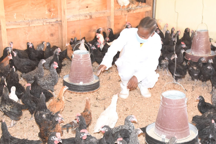 A farmer feeds chickens at Nawaitorong, Kanamkemer ward. He's a member of the Nateleng Poultry Farmers’ Cooperative society Limited.