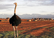 The ostrich that was running alongside the highway in Johannesburg on Thursday has died.