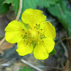 Creeping cinquefoil