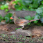 Northern Cardinal (female)