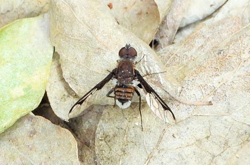 Bee fly