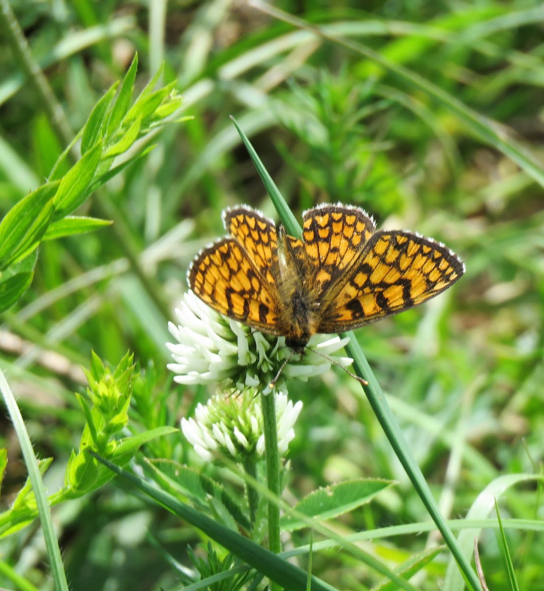 Fritillary